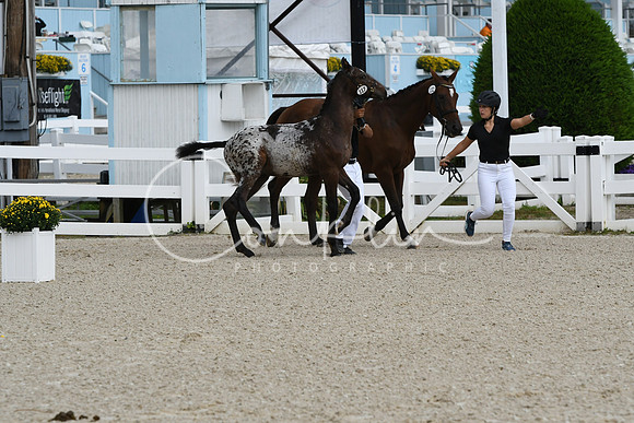 HSM_0945