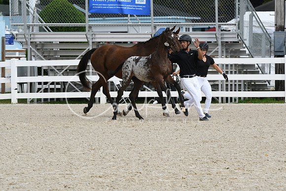 HSM_0946