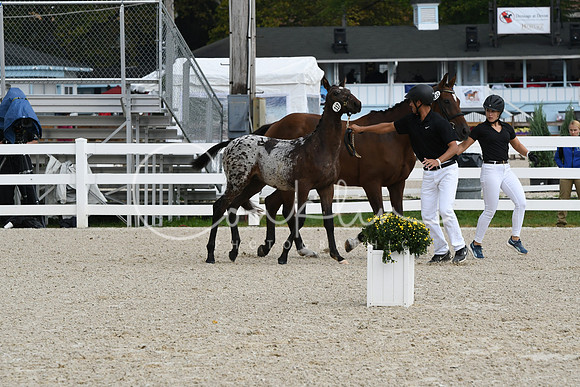 HSM_0953