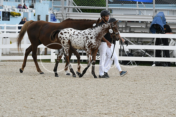 HSM_0976