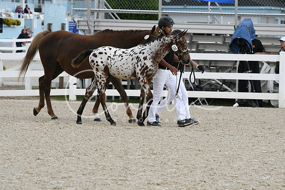 HSM_0977