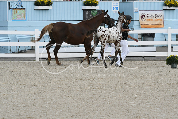 HSM_0985