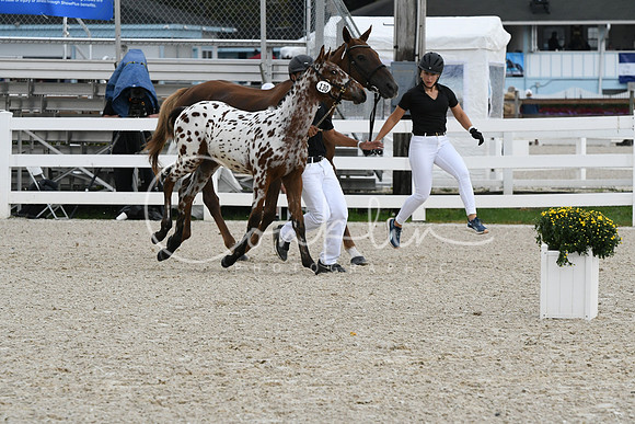 HSM_0989