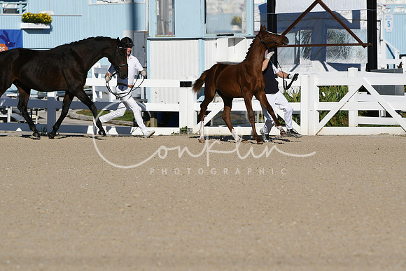 HSM_3323