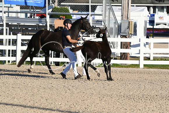 HSM_3085