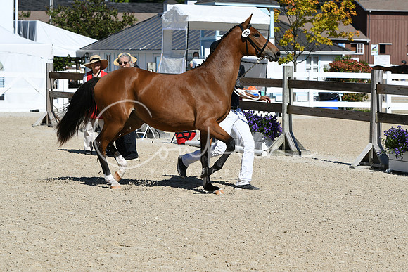 HSM_4173