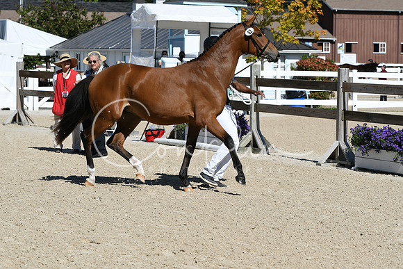 HSM_4174