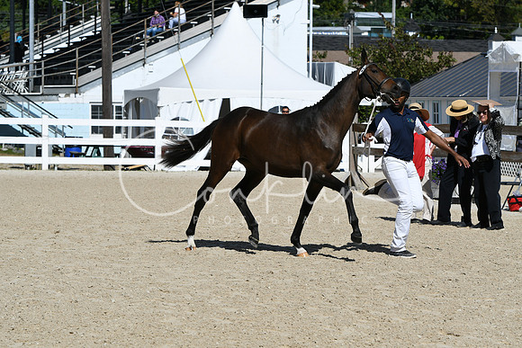 HSM_4195