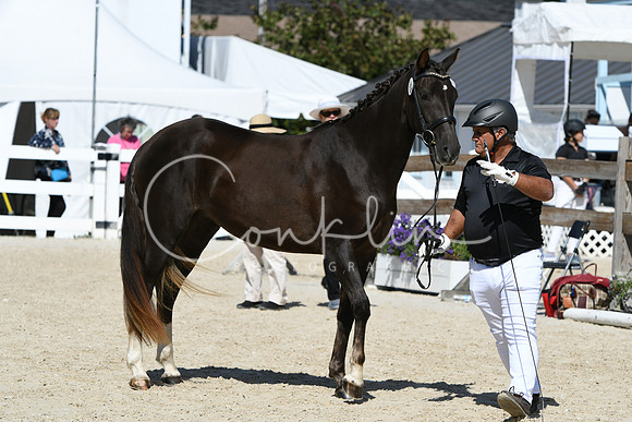HSM_4415