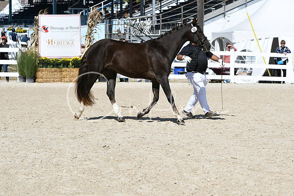 HSM_4428