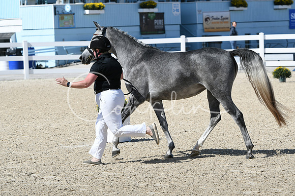 HSM_4312