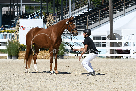 HSM_4531