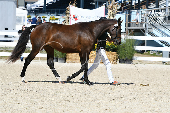 HSM_4329