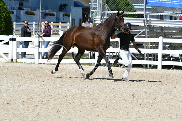 HSM_4338