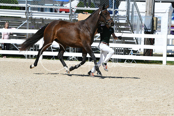 HSM_4341