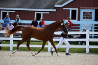 795A4526