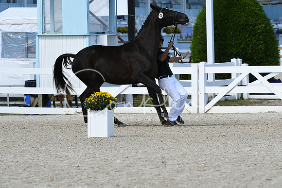 HSM_4485