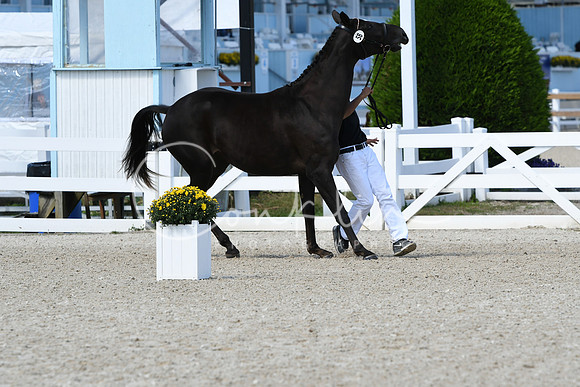 HSM_4486