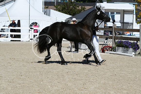 HSM_4240