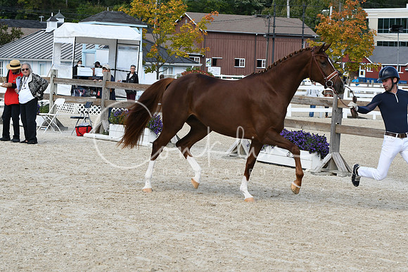 HSM_4611