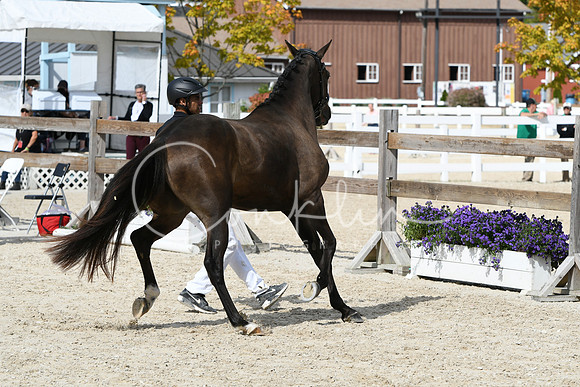 HSM_4862