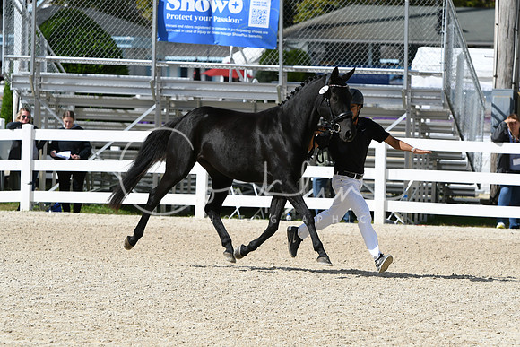 HSM_4772