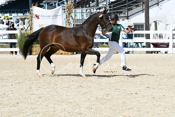 HSM_4639
