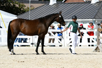 HSM_4949