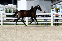 HSM_4962