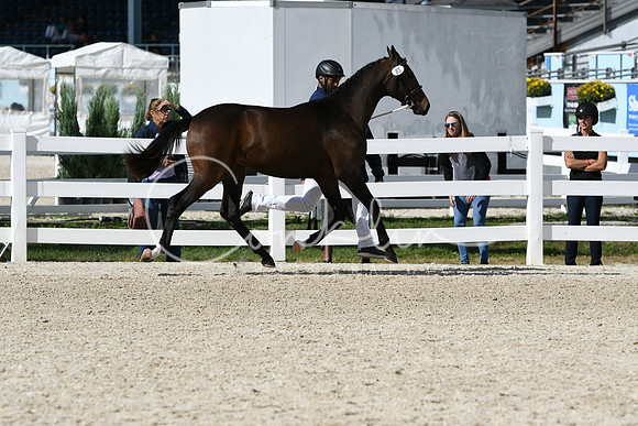 HSM_4962
