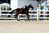 HSM_4963