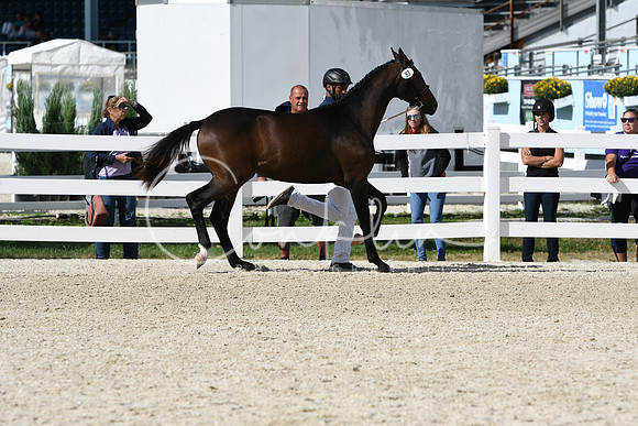 HSM_4963
