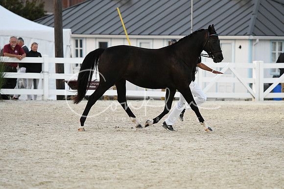 HSM_5825