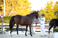37 DARLING-ISF