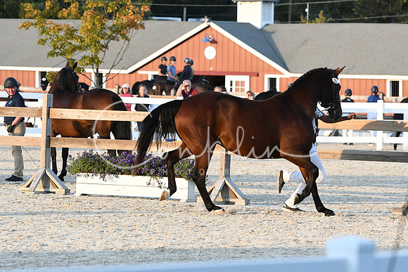 HSM_5596