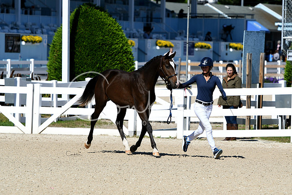 HSM_4118-1