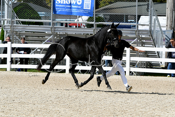 HSM_4772-1