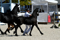 HSM_4696