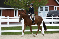 Class 16-17 Pleasure Horse WT & WTC