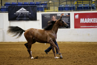 Class 331 Arabian Yearling Colts