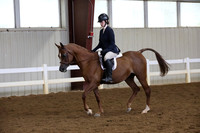 536 Arabian SHUS JTR - Hunt Type