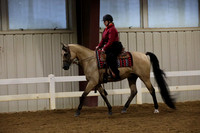 543 A HA AA Western Dressage Suitabilty