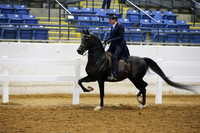 Class 354 Arabian Country English Pl Jr Horse