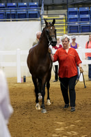 Class 357 Arabian Performance Halter Mares