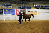 Class 372 Arabian Mares 3 & Over