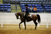 Class 379 Arabian Western Pl Junior Horse