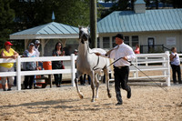 00 Stallions