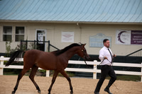 Class 821 World Class E Heritage or SE Mares ATH