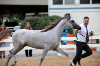 1144 SILVEREENAH