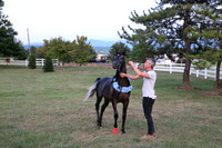 Eros Arabians